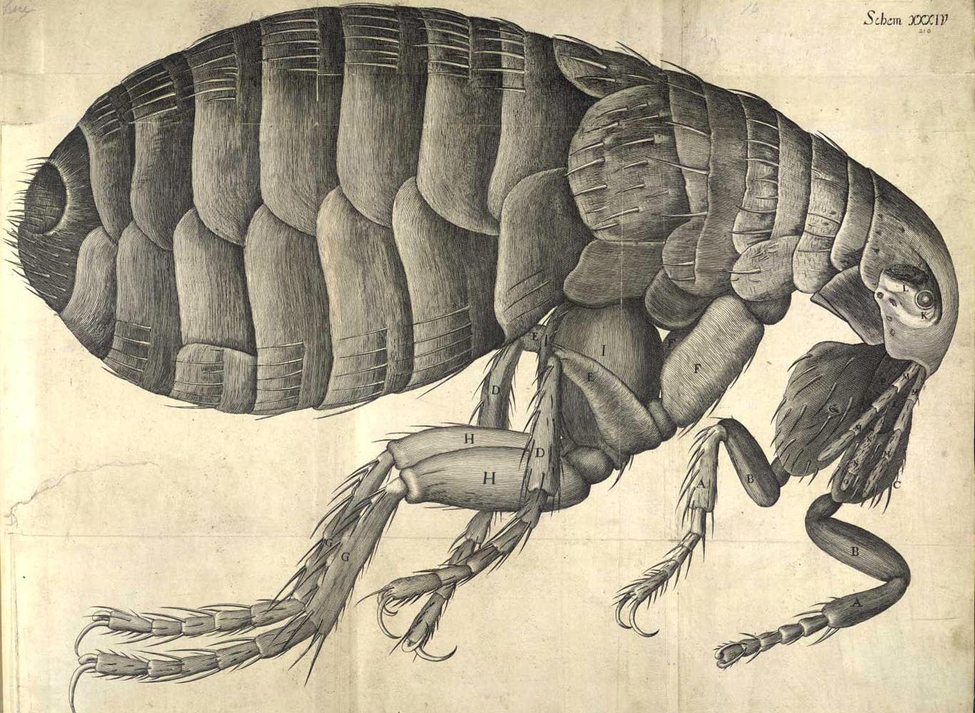 Drawing of a Flea