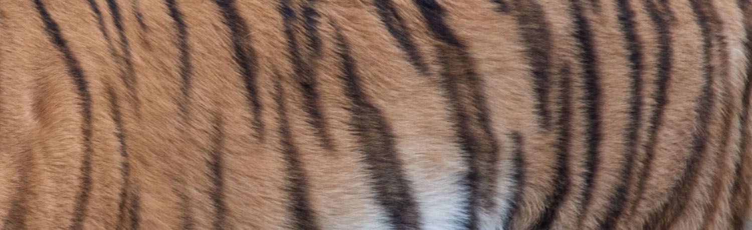 Tiger fir scroll desingn